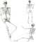 165cm Halloween Skeleton Full Body Life Size Human Bones with Movable Joints for Indoor Outdoor Halloween Props Decorations